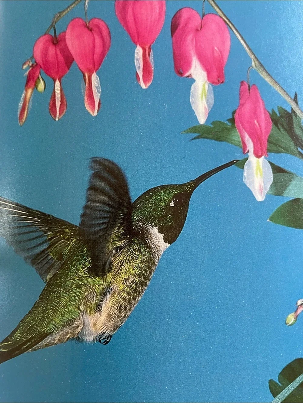 Little, Brown and Company hummingbird book